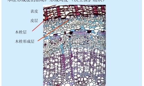 药米的功效和作用网- 药米是什么意思啊知识,分享药米是什么意思啊